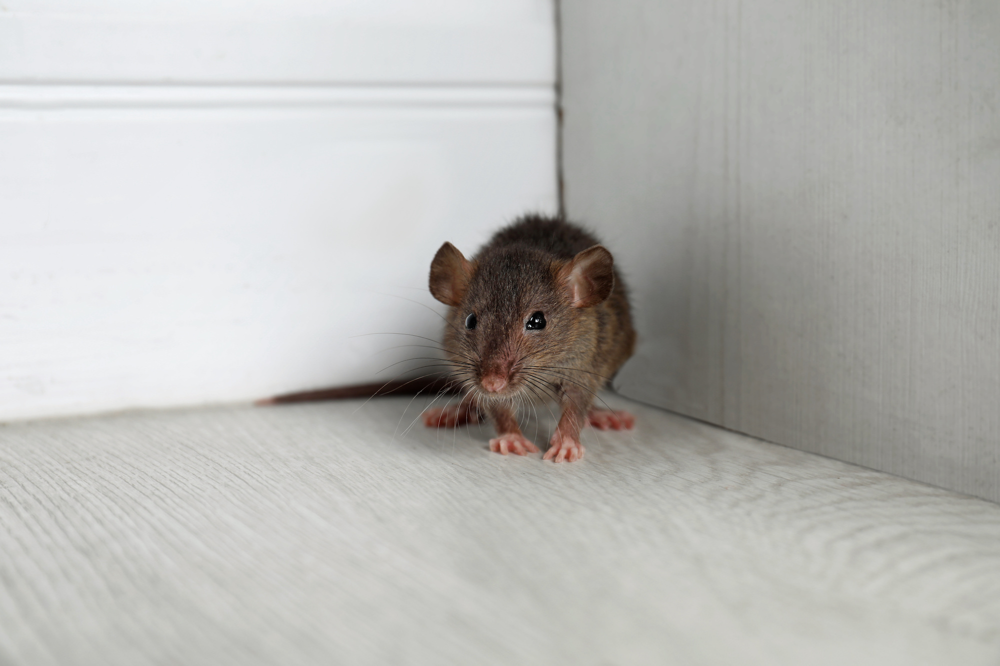 Rodent Removal Vancouver