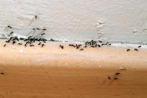 Ant Removal Beaverton