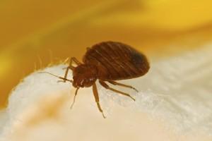 Bed Bug Treatment Albany
