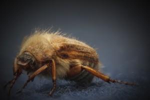 Carpet Beetle Removal Beaverton