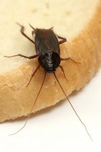 Cockroach Removal Beaverton
