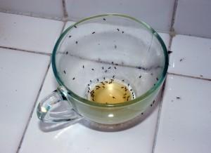 Small Ant Removal