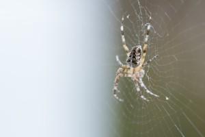 Spider Control Beaverton