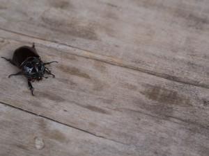 Wood Beetle Removal Beaverton