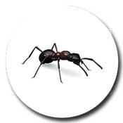 Ant-icon-175
