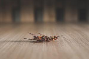 Cockroach Removal Wilsonville