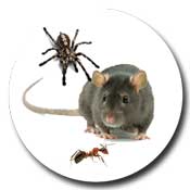 Spider-icon-175
