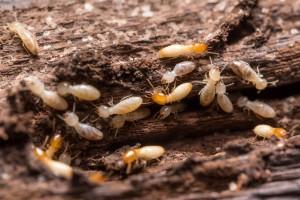 Termite Baiting Portland