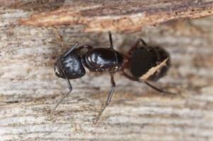 Ant Removal Portland