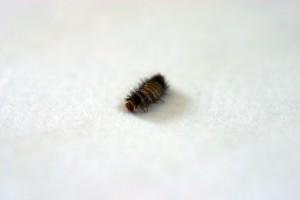 Carpet Beetle Removal Portland