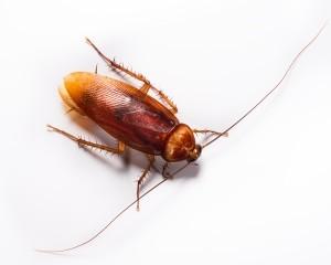 Cockroach Removal Portland