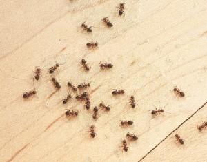 Small Ant Removal Portland