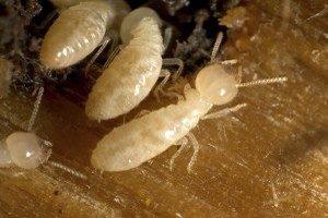 Termite Control Portland