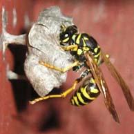 Wasp Removal Portland