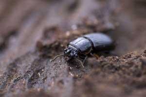 Wood Beetle Removal Portland