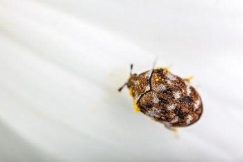 Carpet Beetles Vancouver WA