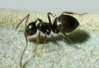 Small Ants