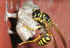 Wasps