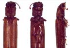 Wood Beetles