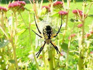 Spider Control Beaverton