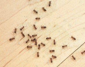 Ant Exterminator Beaverton