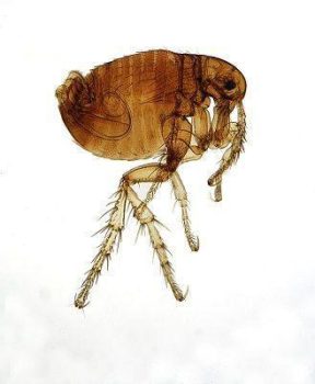 Bug Extermination Beaverton