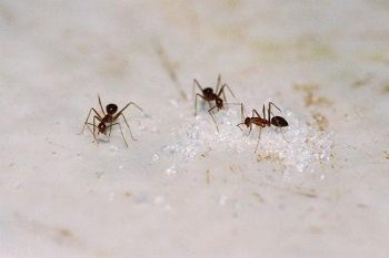 Ant Exterminator Portland