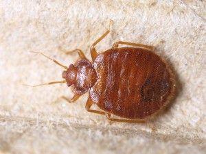 Bed Bug Problem