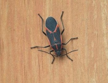 Box Elder Bug Portland