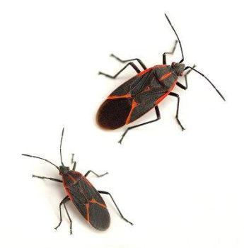 Boxelder Bug Removal