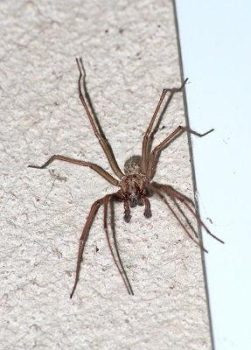 Portland Hobo Spider