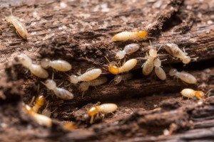 Termite Infestation