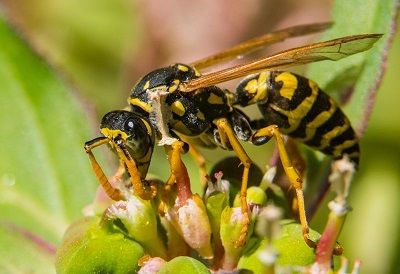 Pest Control Portland