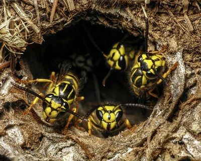 How To Get Rid Of Yellow Jackets