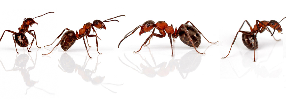Best Pest Control Company In Vancouver