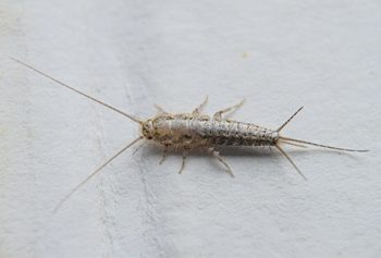 How To Get Rid Of Silverfish