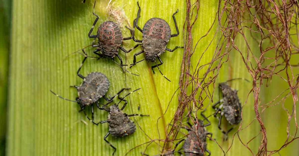 A Whiff of Information What to Do About Stink Bugs The Killers Pest