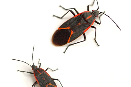 Vancouver WA Boxelder Bug Exterminator
