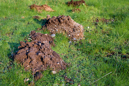 What Do Mole And Gopher Holes Look Like - A Pictures Of Hole 2018