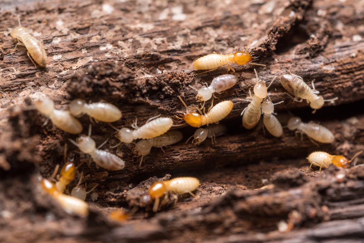 termites portland