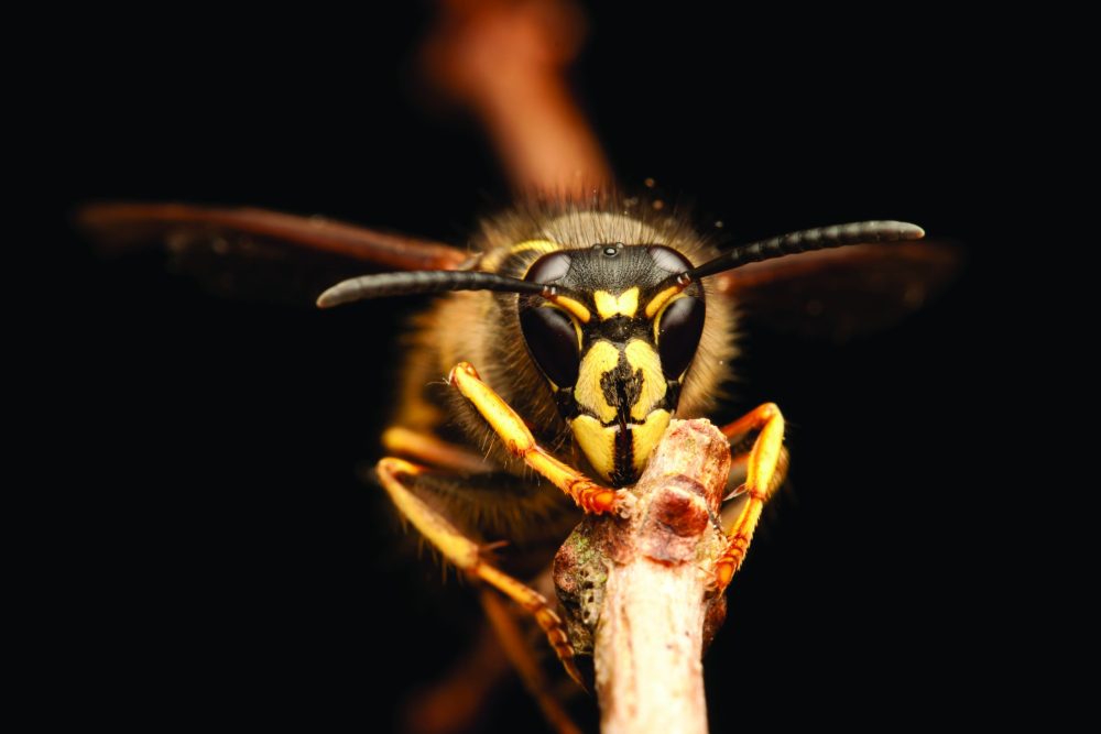 Yellowjacket