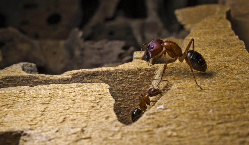 Carpenter Ant Workers