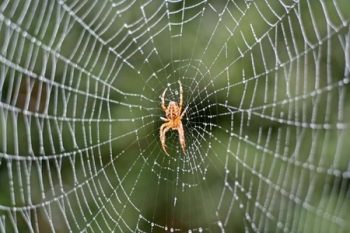Exterminator Services In Portland