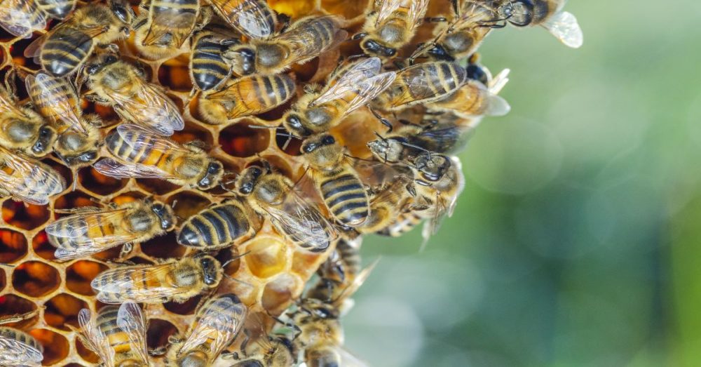 Can Pest Control Companies Take Care Of Beehives? The Killers Pest