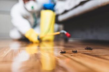 pest inspection and removal