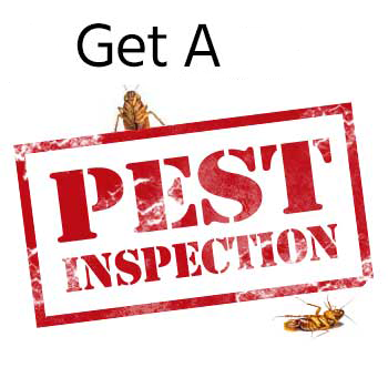 Pest Inspection