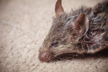 rodent removal Beaverton