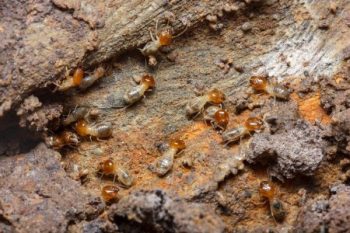 termite control Portland