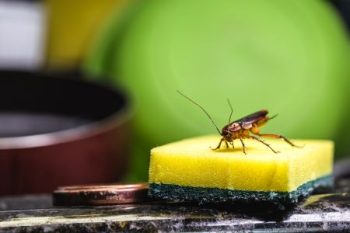 Things To Do When Pests Infest Your Home