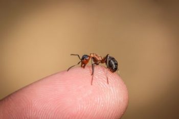 Pest Control Amboy
